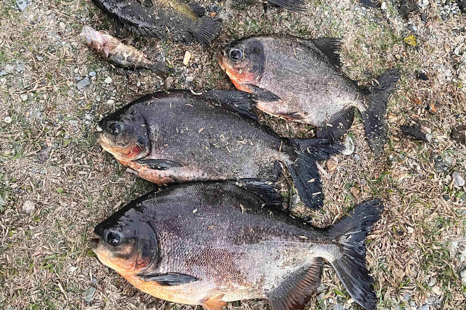 Fishing at Green Yard Eco Resort